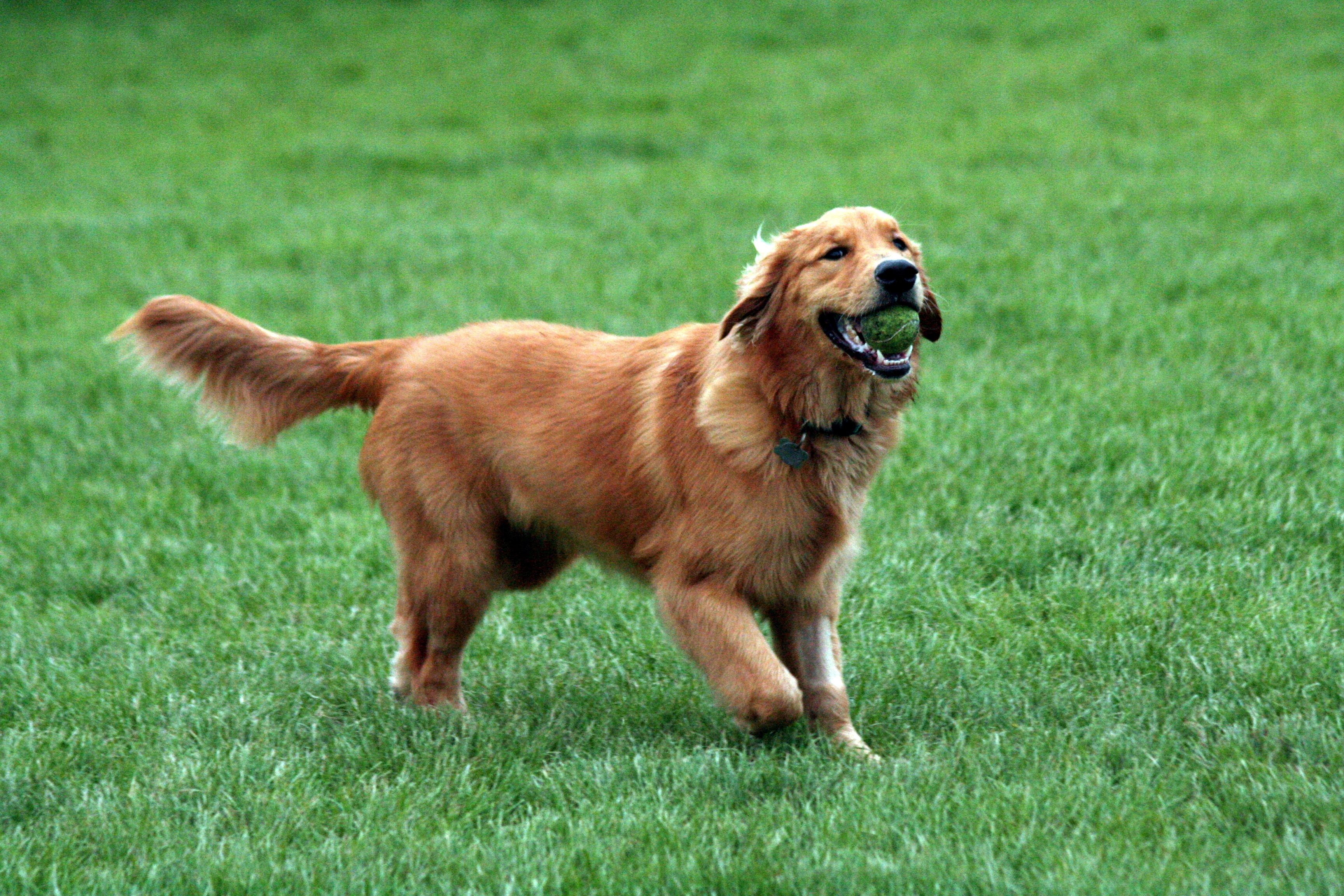 goldenretriever.webp